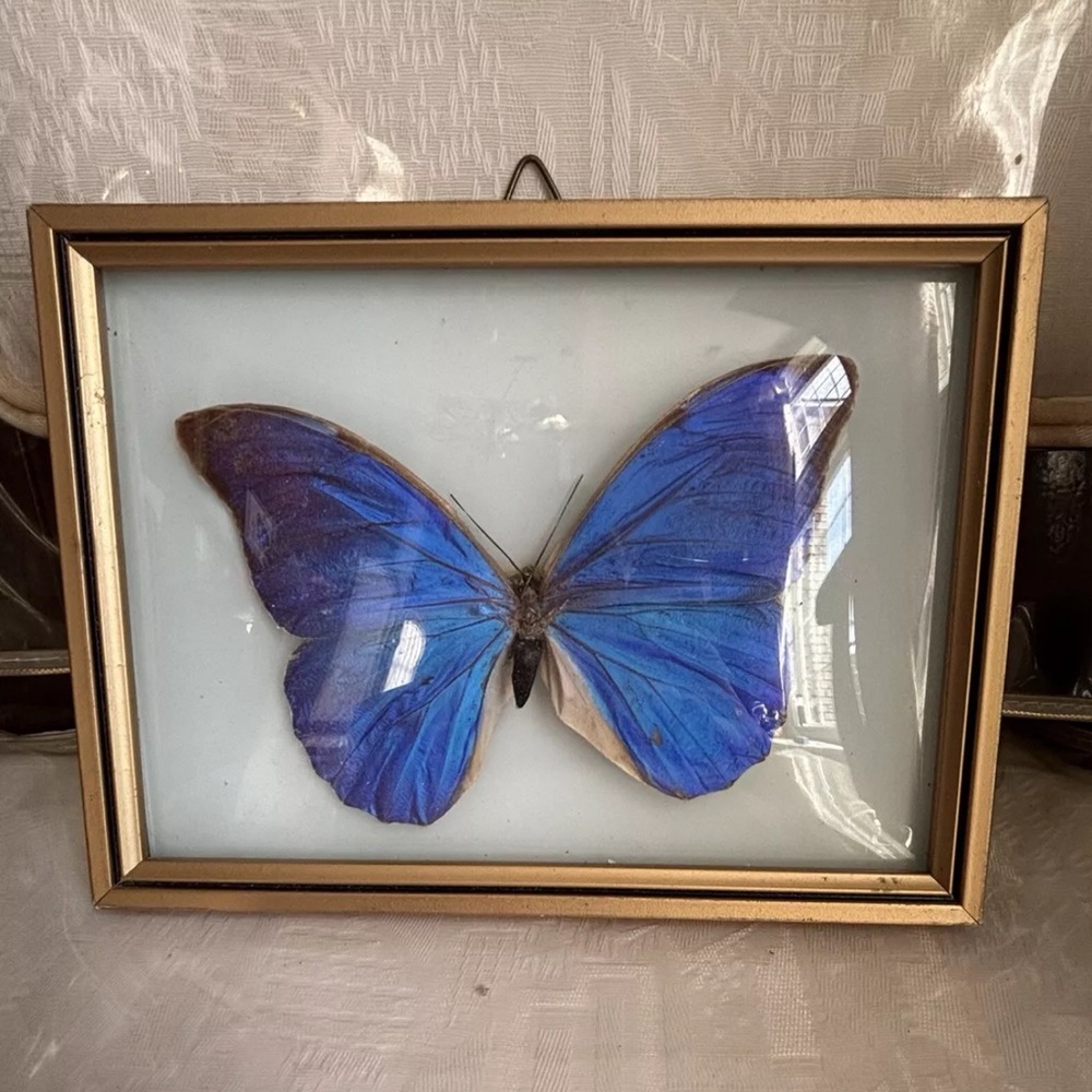 Framed Brazilian Blue Butterfly, Made In Brazil, Collectible